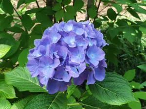 Zoom sur une azalée bleu-violette