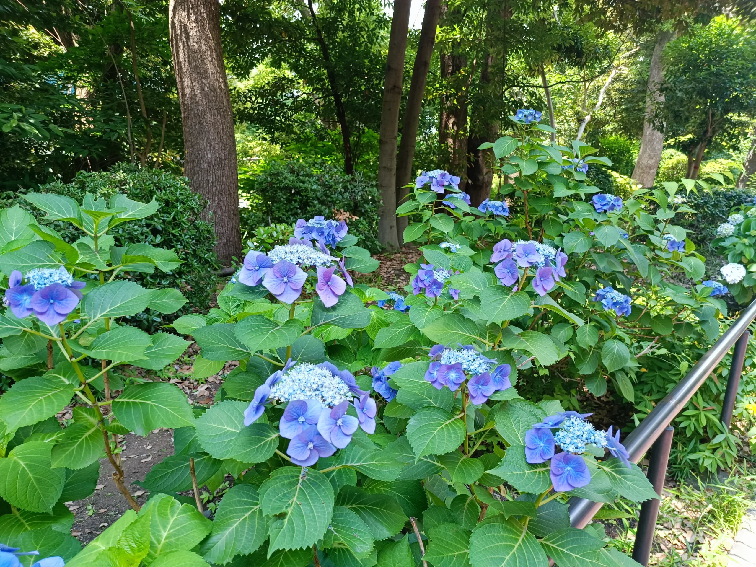 Photo d’une buisson avec des azalées bleus