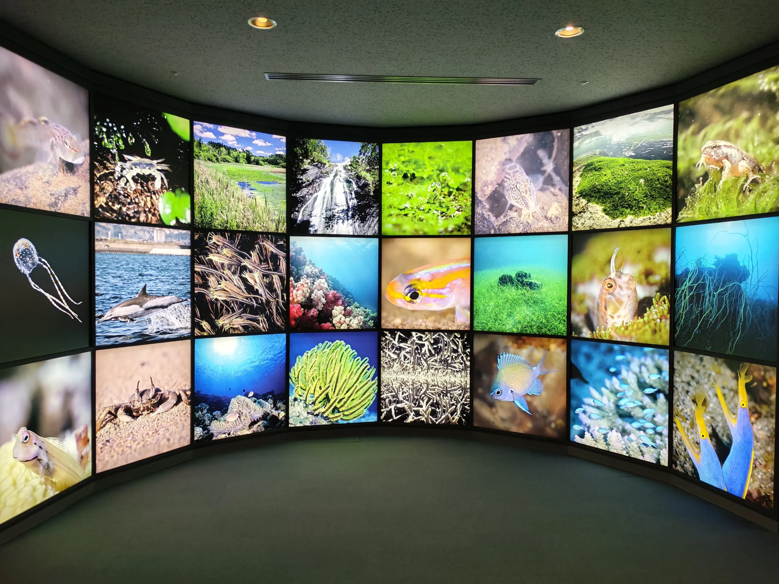 Photo regroupant plusieurs animaux marins prise dans l’aquarium de Kagoshima