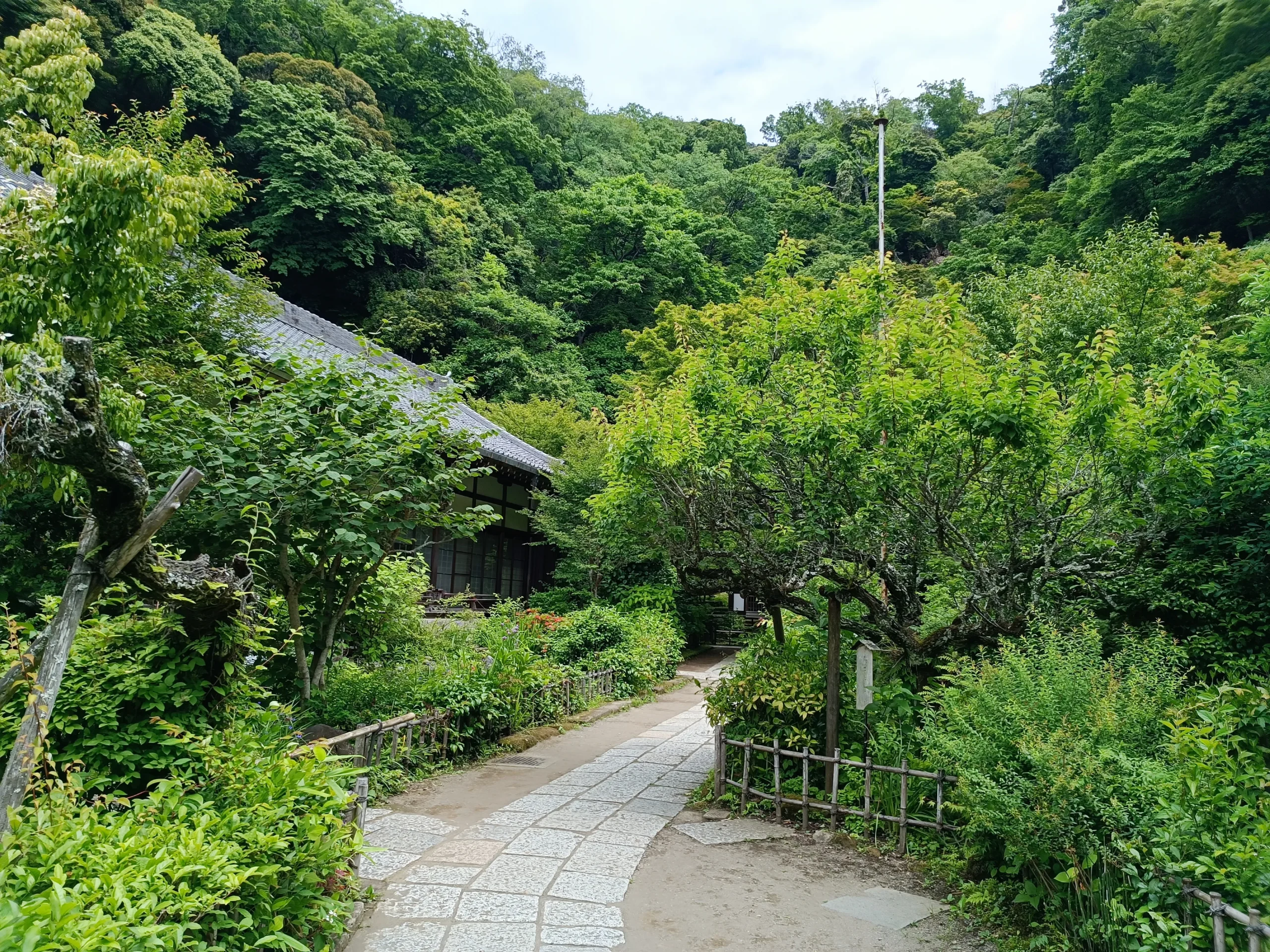 Jardin vert au mois de mai de Engaku-ji à Kamakura