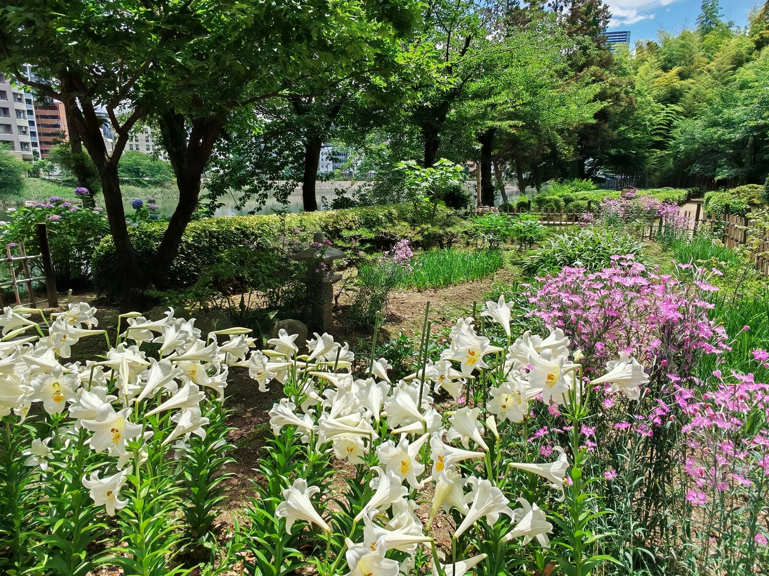 Photo prise dans un parc avec des lys blancs et violets