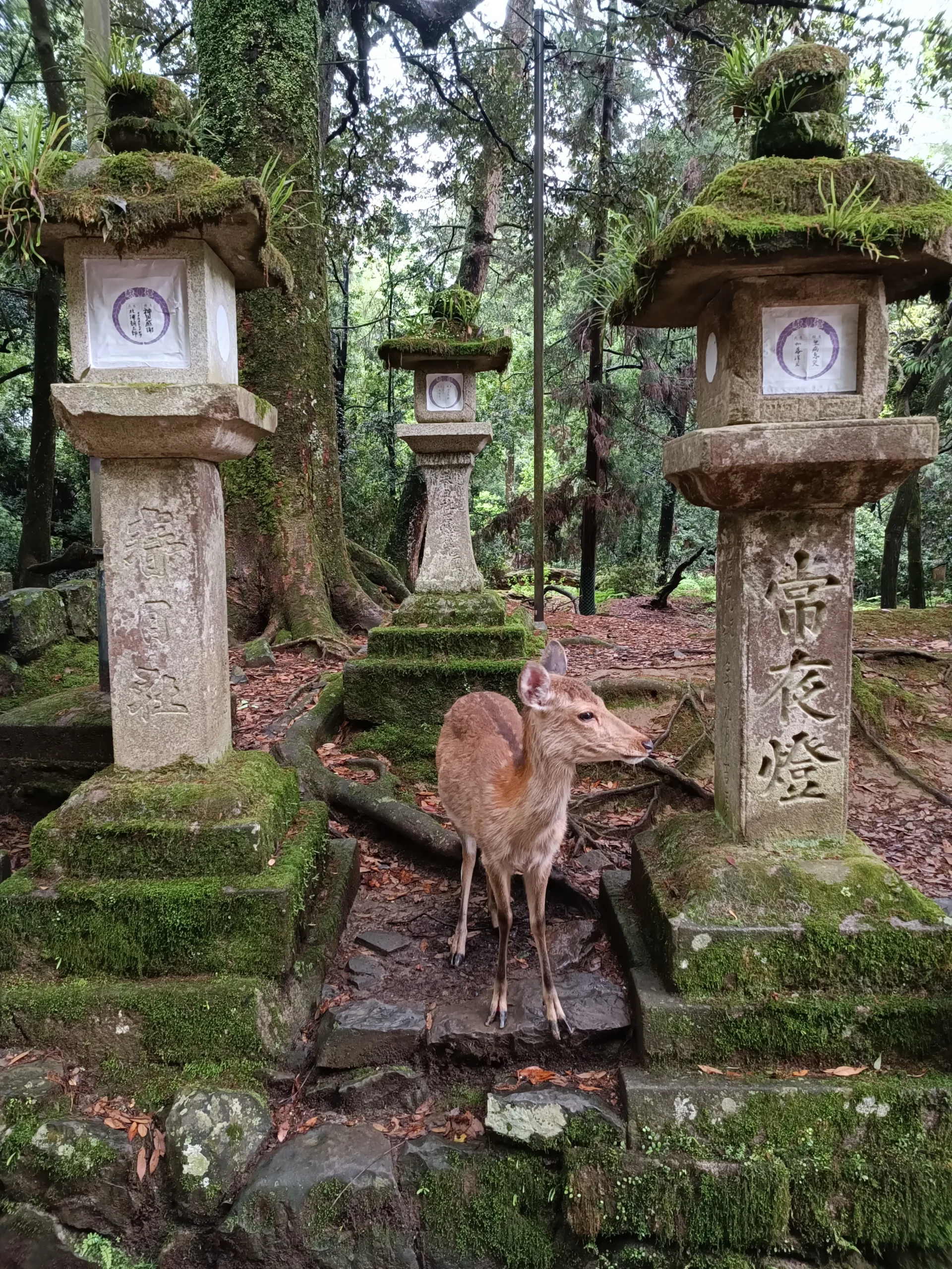 Photo d’une biche au milieu de d'anciennes statues recouverts de mousse