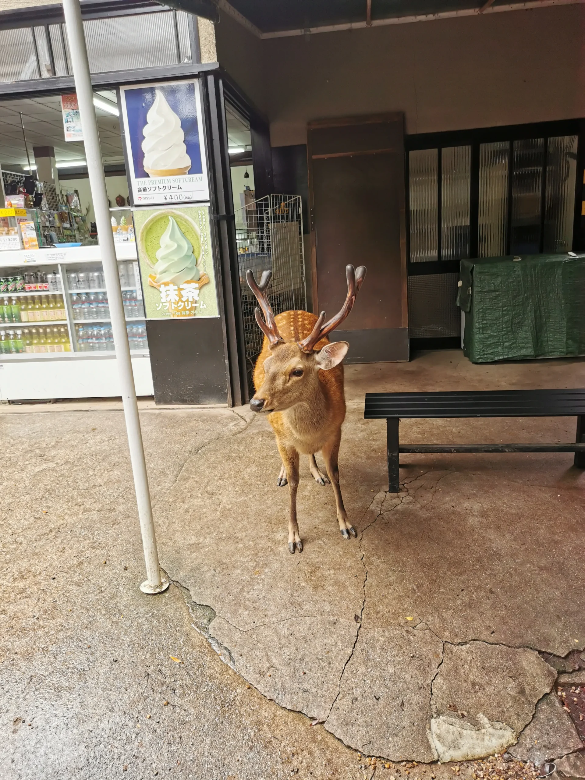 Photo d’une biche devant un magasin